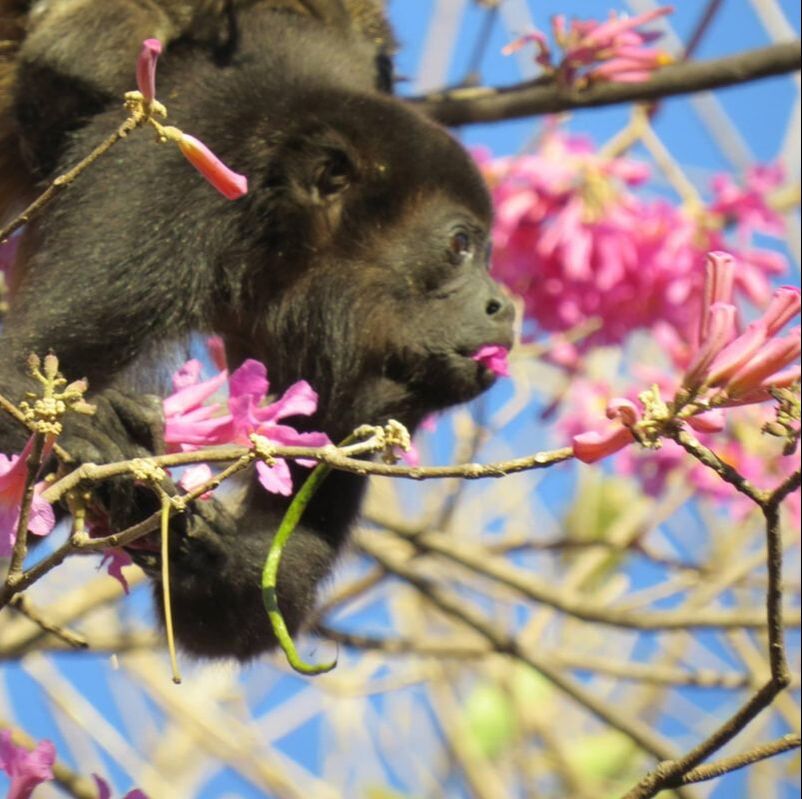 SalveMonos Playa Hermosa strives to protect Howler Monkeys and conserve their habitat.