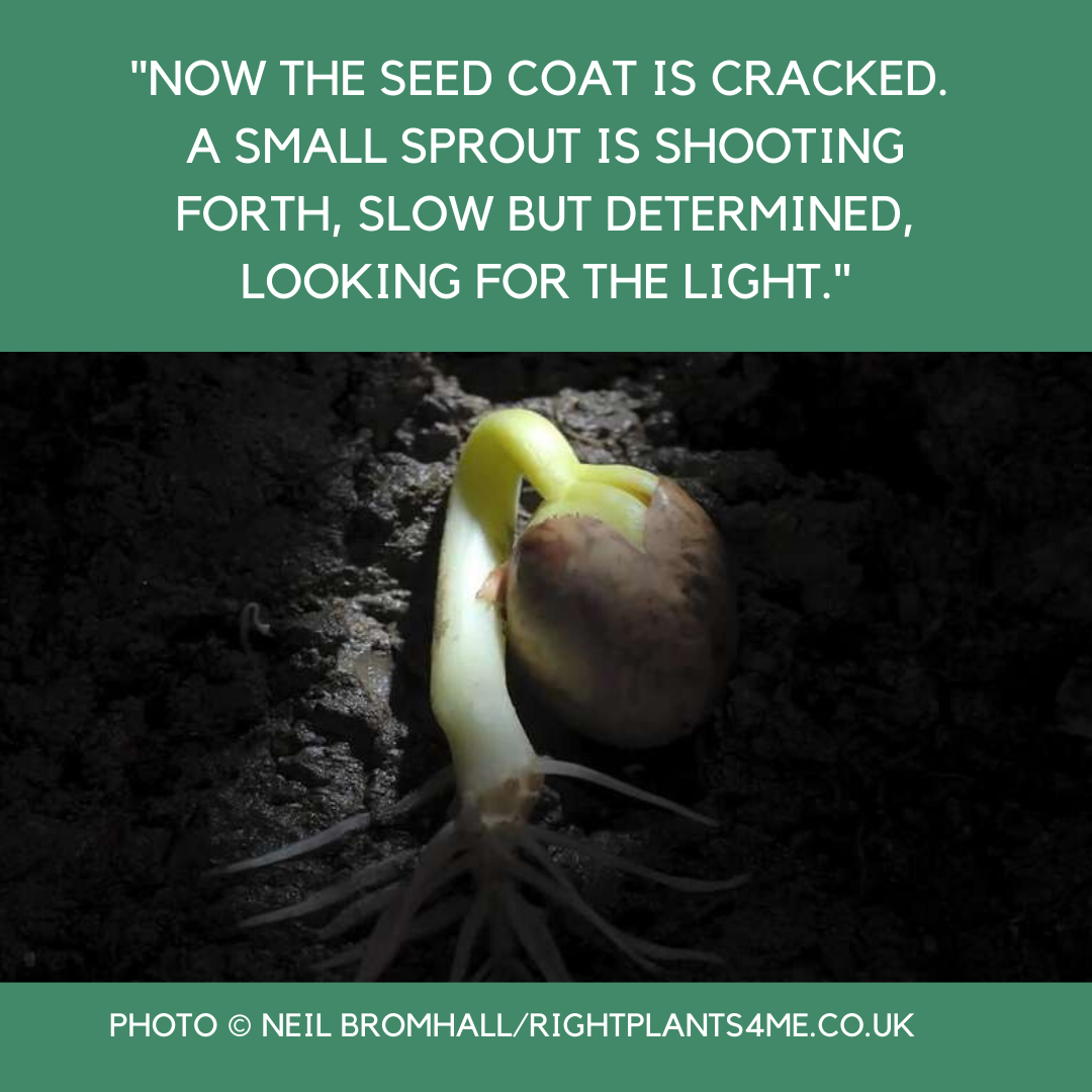 Now the seed coat is cracked.  A small sprout is shooting forth, slow but determined, looking for the light.  - Teagan Patell de Valverde Quote    Coco Yoga & Wellness